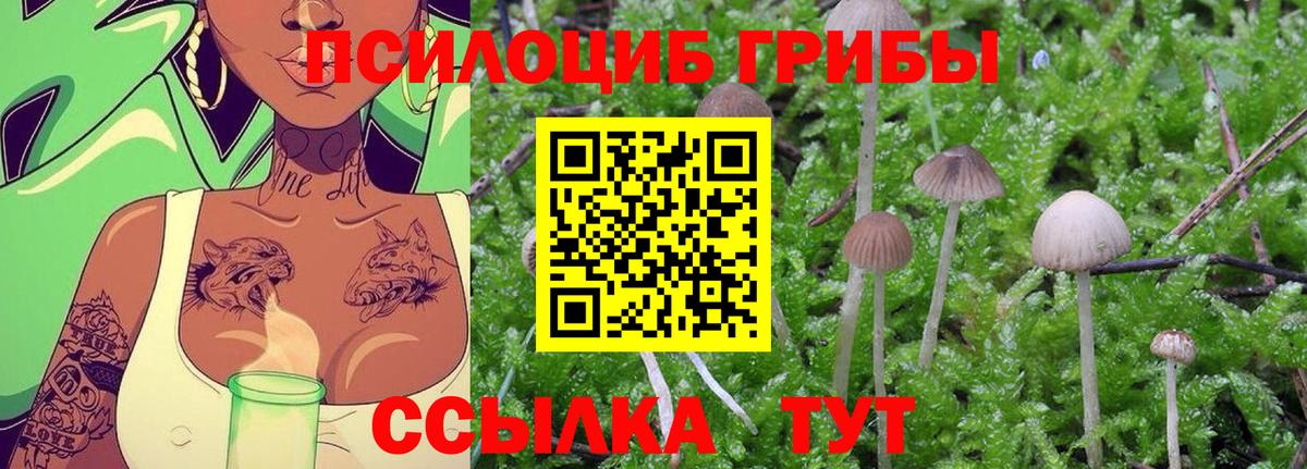 Псилоцибиновые грибы Psilocybine cubensis Камень-на-Оби